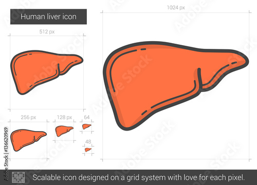 Human liver line icon.