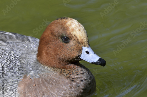 Anas penelope / Canard siffleur photo