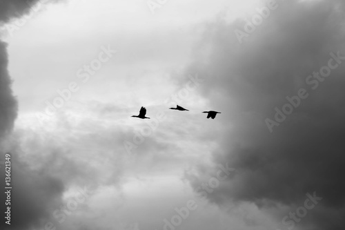 Birds in a dark sky photo