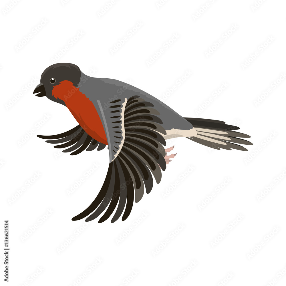 Obraz premium Bullfinch colorful nature winter flying bird vector illustration.