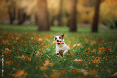 Jack Russell Terrier dog with leaves. gold and red color, walk in the park