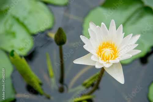 lotus flower or water lily floating