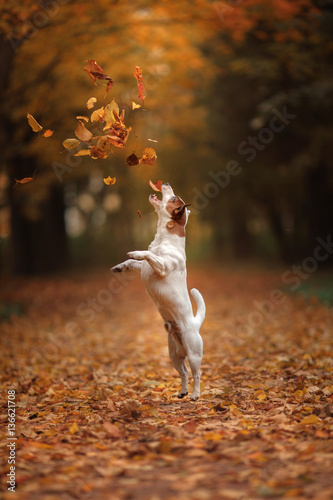 Photography Jack Russell Terrier dog with leaves