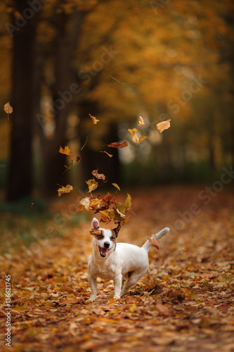 Fototapeta Naklejka Na Ścianę i Meble -  Jack Russell Terrier dog with leaves. gold and red color, walk in the park
