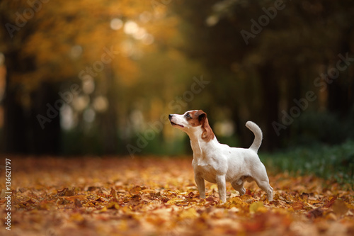 Jack Russell Terrier dog with leaves. gold and red color, walk in the park