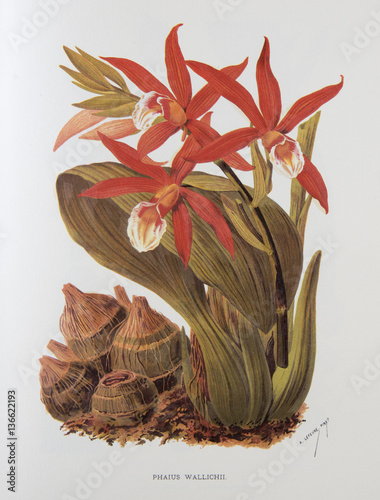 Illustration / Phaius wallichii photo