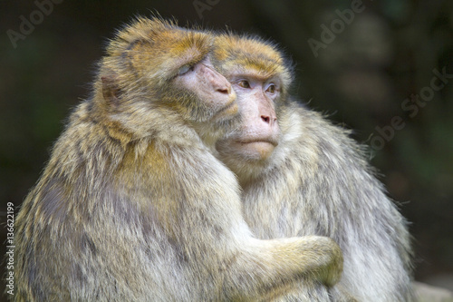 Macaca sylvanus   Magot   Macaque de Barbarie