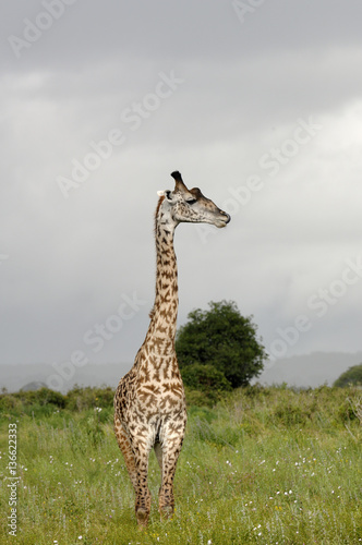 Giraffa camelopardalis tippelskirchi / Girafe Masaï