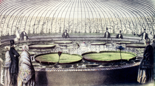 Victoria amazonica / Victoria d'Amazonie