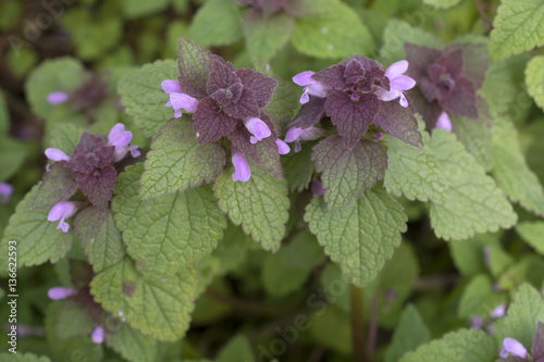 Lamium purpureum / Lamier poupre photo