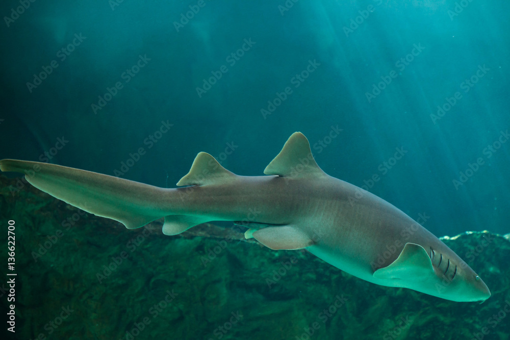 Nurse shark (Ginglymostoma cirratum).