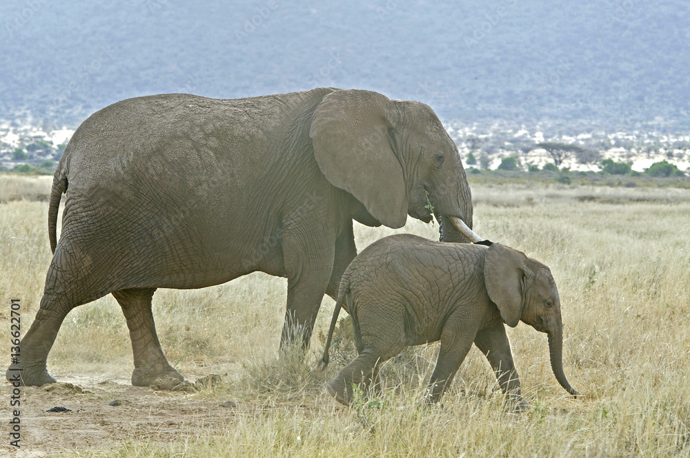 Loxodonta africana / Eléphant d'Afrique