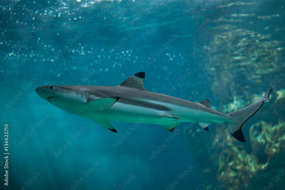 Blacktip reef shark (Carcharhinus melanopterus). Blacktip reef shark (Carcharhinus melanopterus).