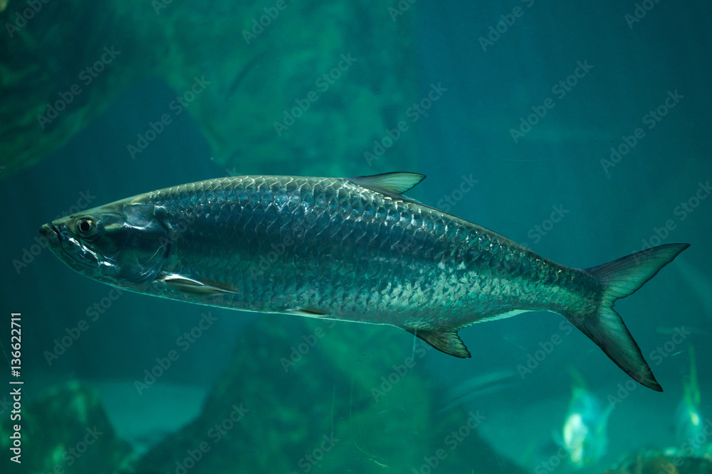 Atlantic tarpon (Megalops atlanticus). Atlantic tarpon (Megalops atlanticus).