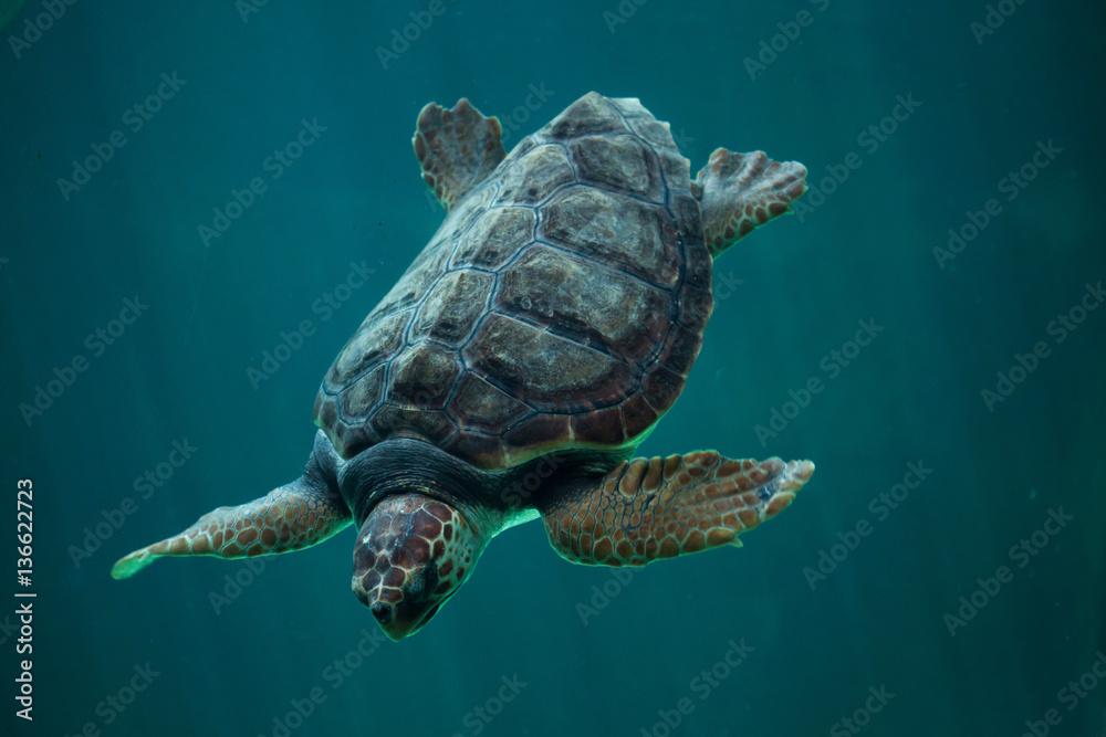 Naklejka premium Loggerhead sea turtle (Caretta caretta).