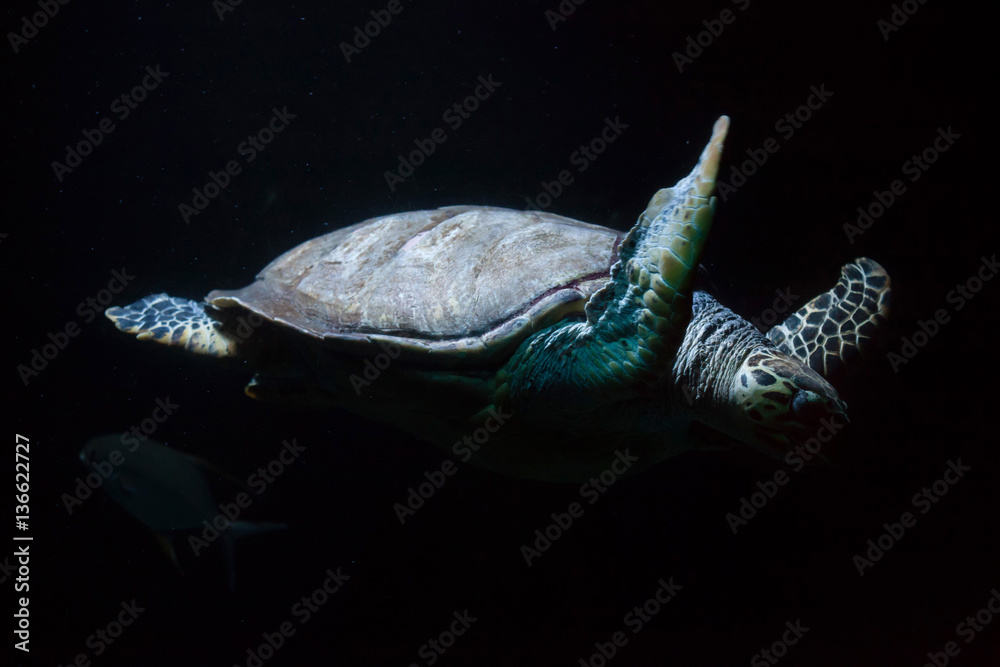 Fototapeta premium Hawksbill sea turtle (Eretmochelys imbricata)