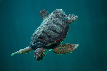 Sierkussen Schildpad Onechte karetschildpad Caretta caretta  © Vladimir Wrangel