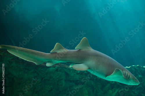 Obraz na płótnie Nurse shark (Ginglymostoma cirratum). w salonie