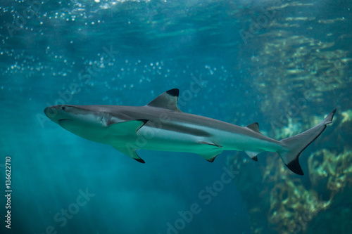Blacktip reef shark  Carcharhinus melanopterus .