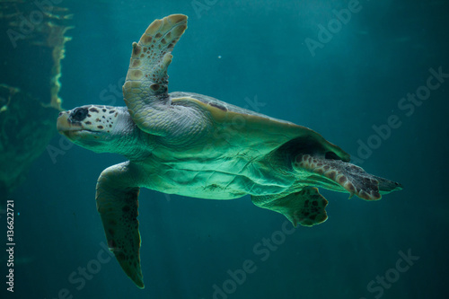 Loggerhead sea turtle  Caretta caretta .