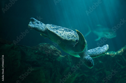 Green sea turtle  Chelonia mydas 