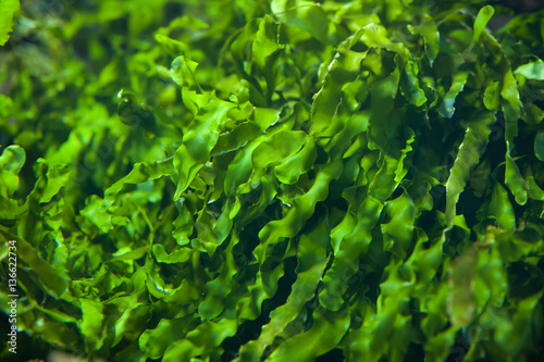 Fototapeta Green seaweed (Ulva compressa).