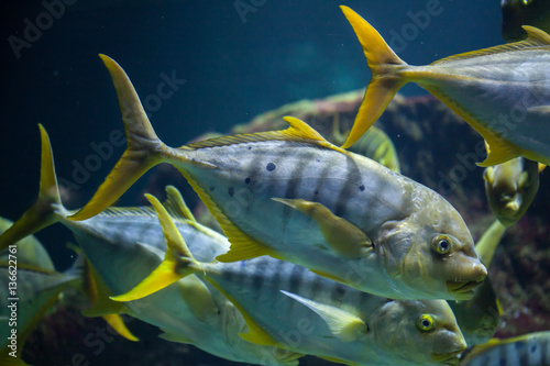 Golden trevally (Gnathanodon speciosus) photo