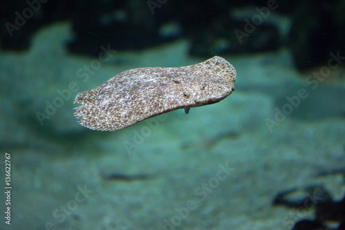 Turbot (Scophthalmus maximus). photo