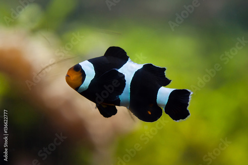 Saddleback clownfish (Amphiprion polymnus). photo