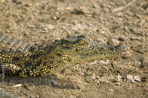 Crocodylus niloticus / Crocodile du Nil © PIXATERRA