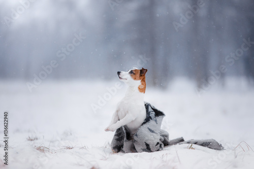 Dog Jack Russell Terrier, dog running outdoors © annaav