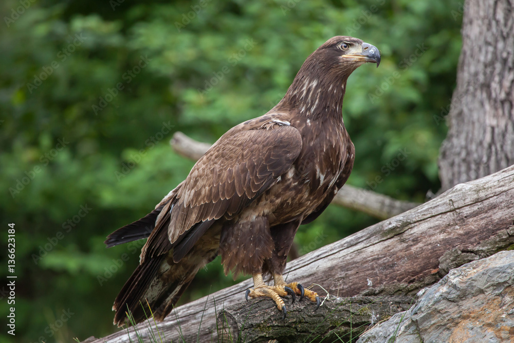 Female bald eagle (Haliaeetus leucocephalus). Female bald eagle (Haliaeetus leucocephalus).