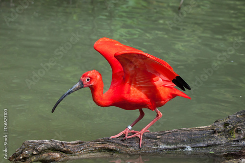 Scarlet ibis (Eudocimus ruber). photo