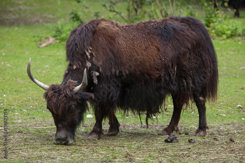 Domestic yak (Bos grunniens).