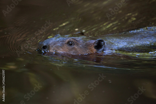 North American beaver (Castor canadensis)