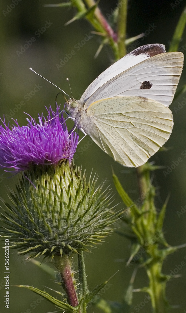 Pieris brassicae / Piéride du chou Pieris brassicae / Piéride du chou