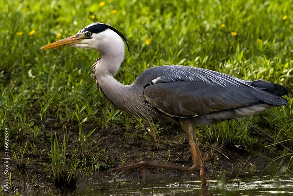 Ardea cinerea / Héron cendré Ardea cinerea / Héron cendré