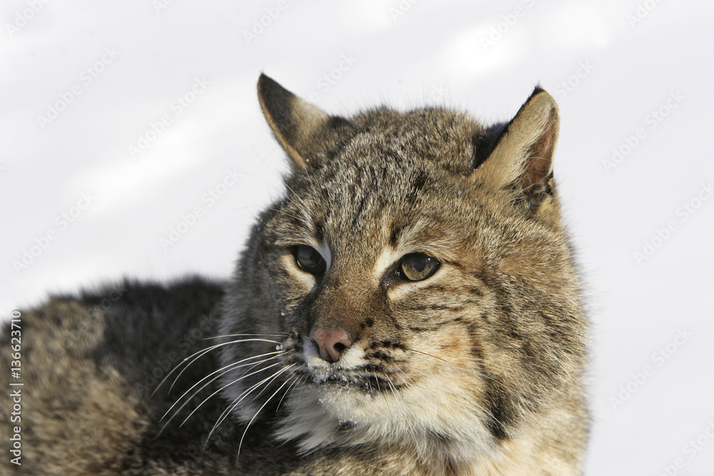 Lynx rufus / Lynx roux / Lynx bai