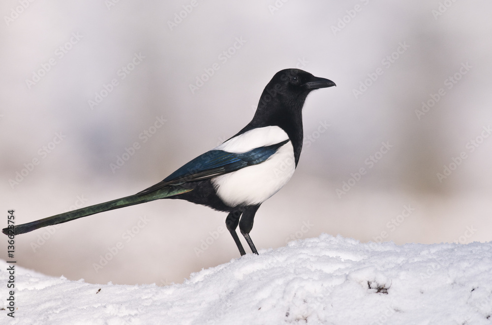 Pica pica / Pie bavarde