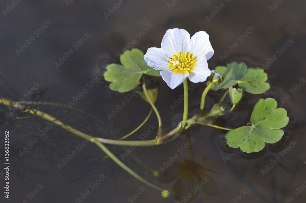 Ranunculus aquatilis / Renoncule aquatique Ranunculus aquatilis / Renoncule aquatique