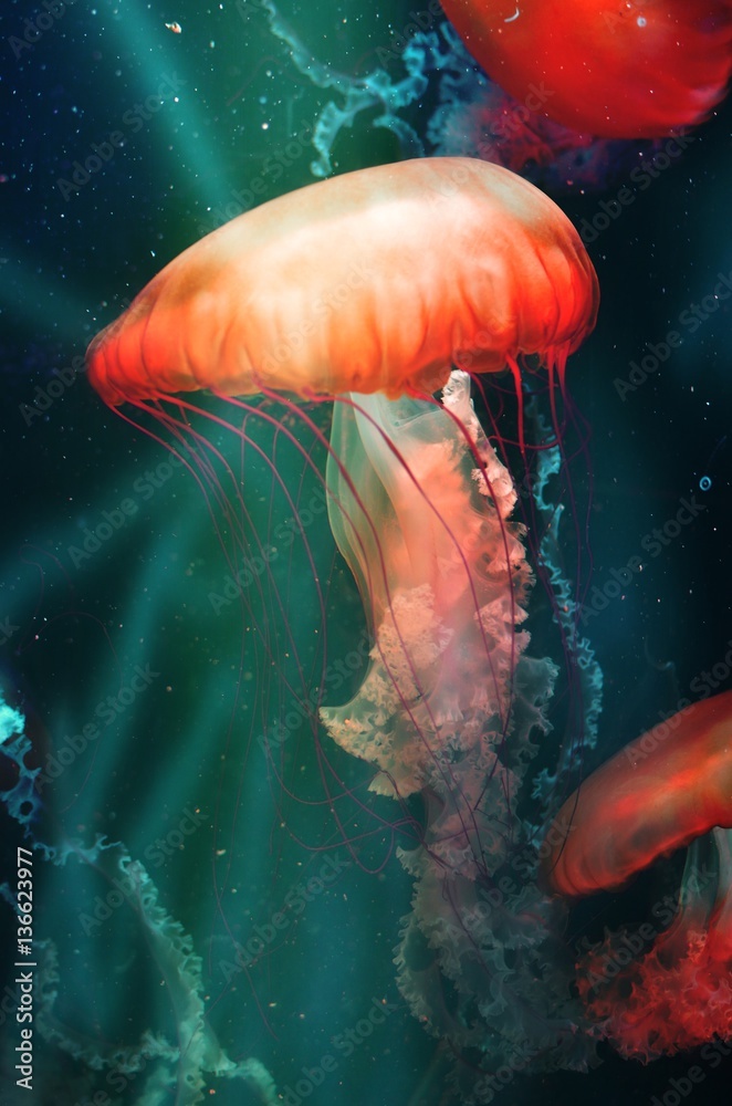 Magical Orange Jellyfish