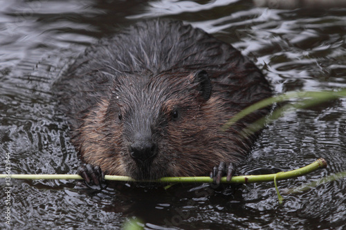 Castor canadensis / Castor du Canada