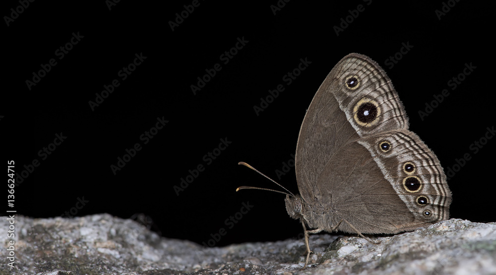 Obraz premium Butterfly, Butterflies feed on the rocks, Intermedia Bushbrown ( Mycalesis intermedia )