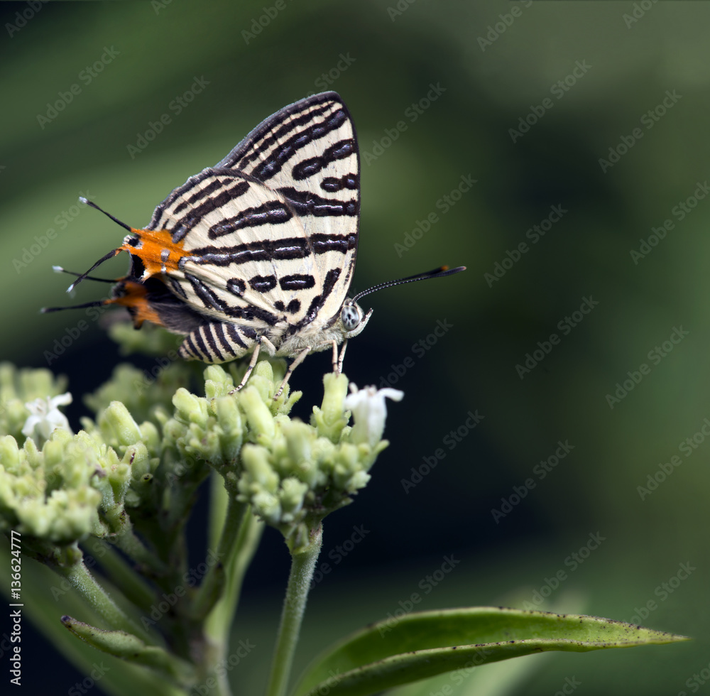 Fototapeta premium Butterfly, Butterflies feed on the flower, Club Silverline ( Spindasis syama )