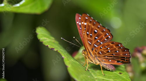 Billede på lærred Butterfly, Butterflies feed on green leaf, Common Punchinello ( Zemeros flegyas