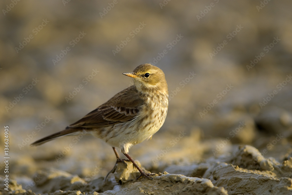 Anthus pratensis / Pipit farlouse Anthus pratensis / Pipit farlouse