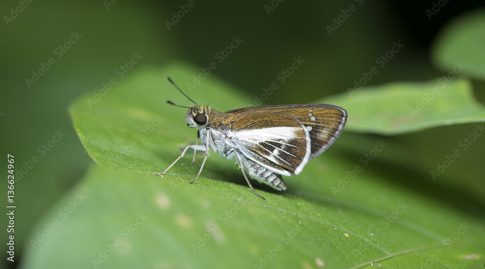 Butterfly, Butterflies feed on green leaf, Watson's Wight ( Iton watsonii ) Butterfly, Butterflies feed on green leaf, Watson's Wight ( Iton watsonii )