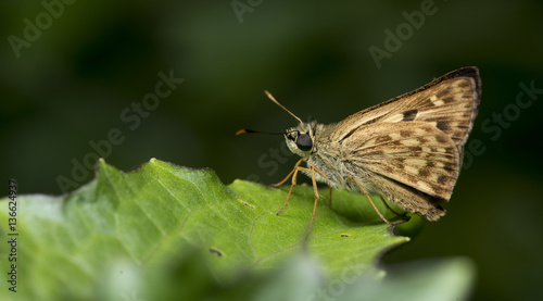 Butterfly, Butterflies feed on green leaf, Siamese Brush Ace ( Onryza siamica )