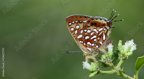 Foto Butterfly, Butterflies feed on the flower, Aberrant Silverline ( Cigaritis vixin