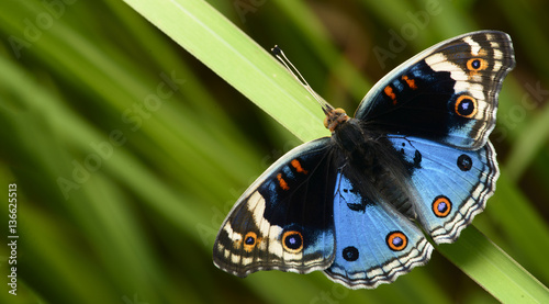 Butterfly, Butterflies feed on green leaf, Blue Pansy ( Junonia orithya )